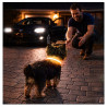 Obroża LED żółta S 34-42cm - widoczność po zmroku