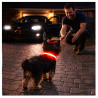 Obroża LED czerwona S 34-42cm - widoczność po zmroku